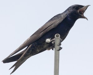 Photo by Chris Bosak A Purple Martin swallows a dragonfly at Sherwood Island State Park in Westport, Conn., in summer 2014.