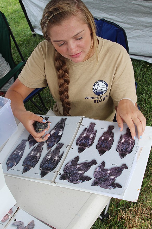 Photo by Chris Bosak A volunteer from Department of Energy and Environmental Protection holds a young Purple Martin while she identifies the age during a Purple Martin banding event held Thursday, July 10, 2014, at Sherwood Island State Park in Westport, Conn.,