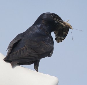 Photo by Chris Bosak A volunteer from Department of Energy and Environmental Protection holds a young Purple Martin while she identifies the age during a Purple Martin banding event held Thursday, July 10, 2014, at Sherwood Island State Park in Westport, Conn.,