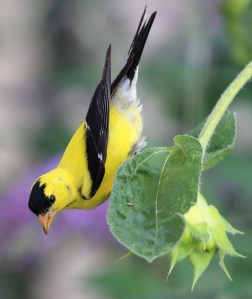 Photo by Chris Bosak An American Goldfinch perches on a sunflower and picks out seeds in a New England garden.