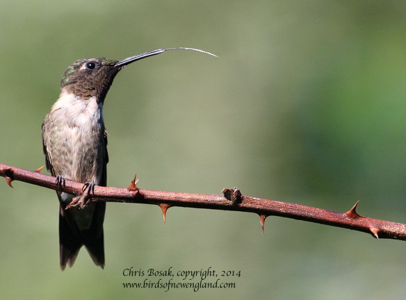 Photo by Chris Bosak A male Ruby-throated Hummingbird sticks out it tongue while perched on a thorny branch in Norwalk, Conn., summer 2014.