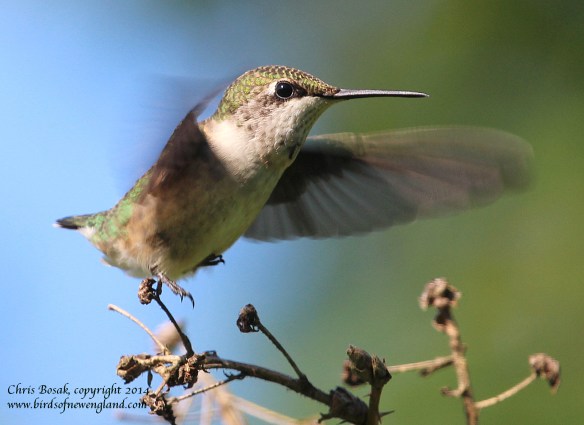 Photo by Chris Bosak A female Ruby-throated Hummingbird takes off from a perch in Norwalk, Conn., summer 2014.