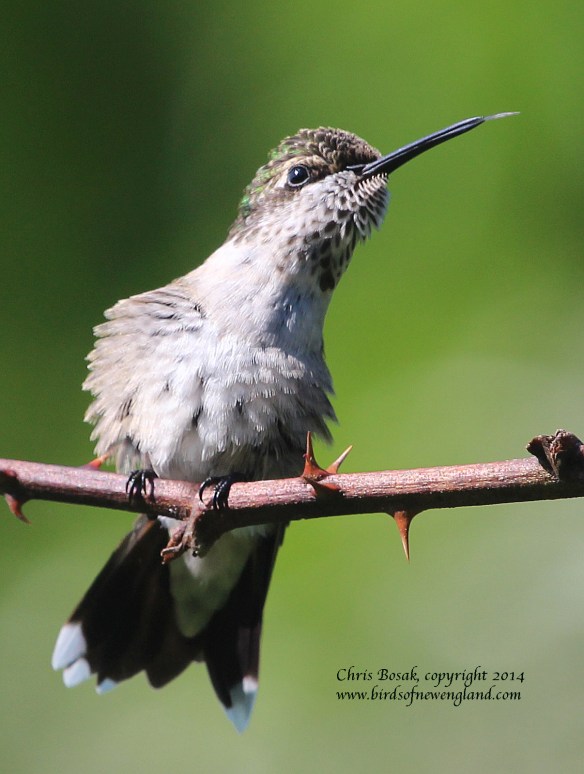 Photo by Chris Bosak A female Ruby-throated Hummingbird perches on a thorny branch in Norwalk, Conn., summer 2014.