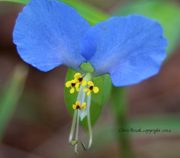 meadow 14 blue flower c