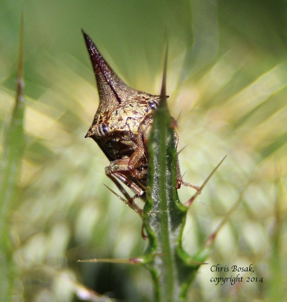 Photo by Chris Bosak Treehopper in meadow property of Darien Land Trust, summer 2013.
