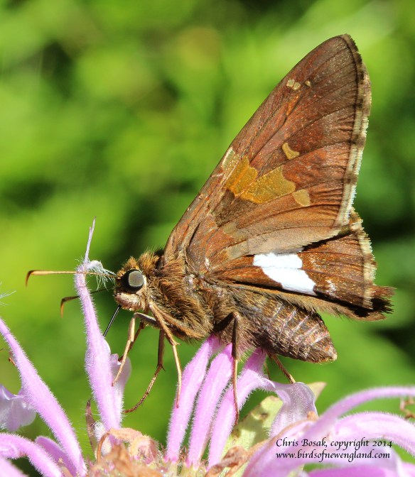 meadow23, silver skipper2 c