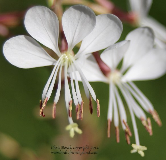 Photo by Chris Bosak Flowers in bloom at a meadow property of the Darien Land Trust, summer 2013.