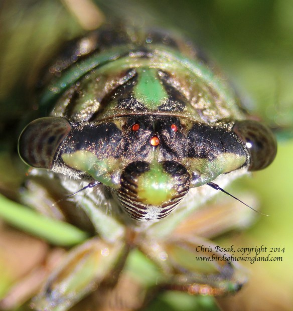 Photo by Chris Bosak A cicada climbs a blade of grass in a meadow property of the Darien Land Trust, summer 2013.