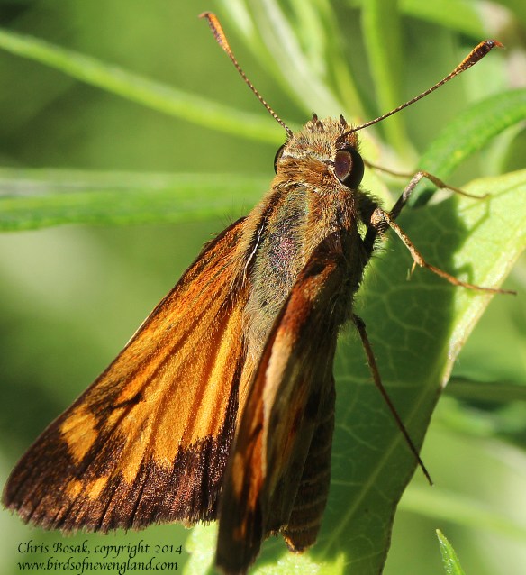 Photo by Chris Bosak A skipper butterfly rests on a leaf at a meadow property of the Darien Land Trust, summer 2013.