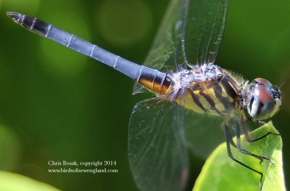 meadow34 blue dasher c