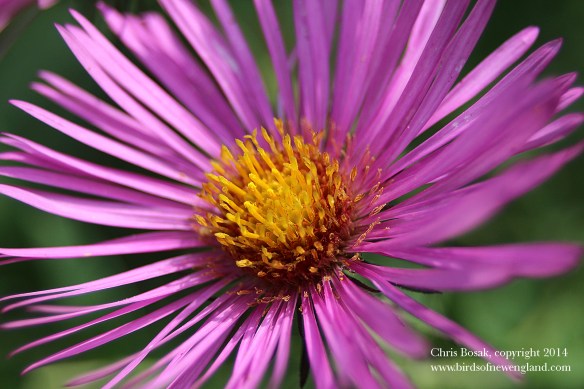 meadow35 pink flower c