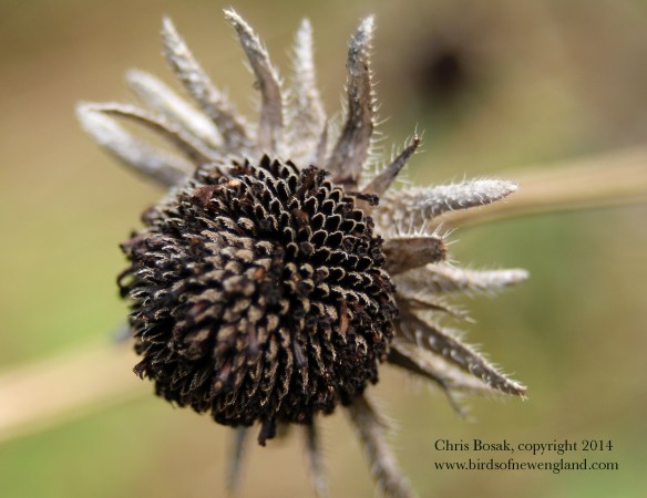 Photo by Chris Bosak Dried-up flower from a meadow property of the Darien Land Trust, summer 2013.