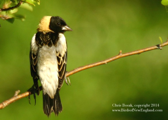 Photo by Chris Bosak Bobolink