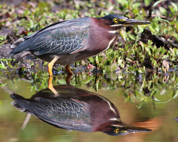 Photo by Chris Bosak A Green Heron stalks a pond in Darien in this fall, 2014 photo.