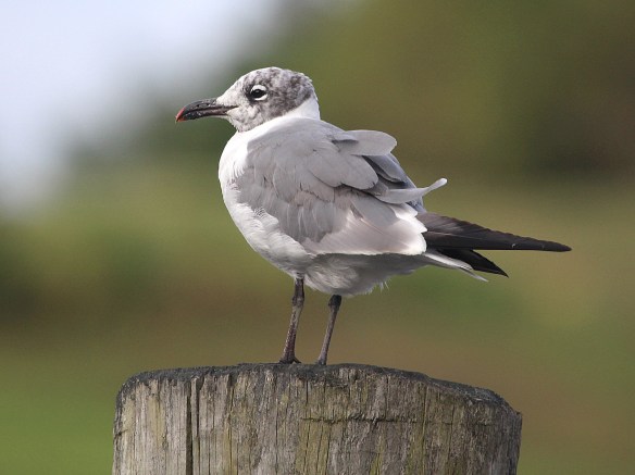 Photo by Chris Bosak A Laughing Gull stands on a piling at a boat dock along the Norwalk River, Sept. 2014.
