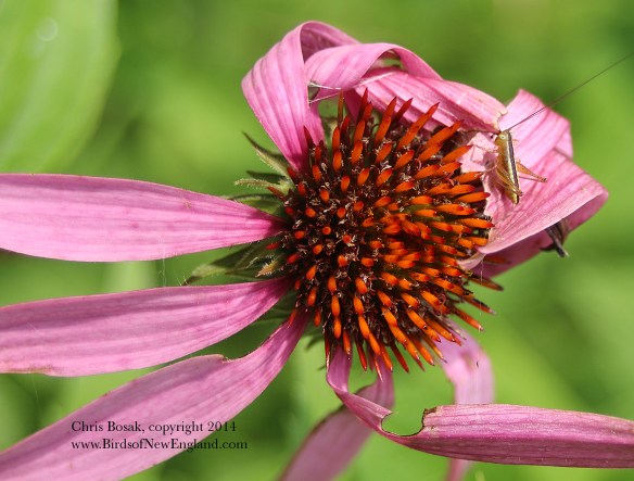 Photo by Chris Bosak A tiny grasshopper on a flower in a meadow property of the Darien Land Trust, summer 2014.