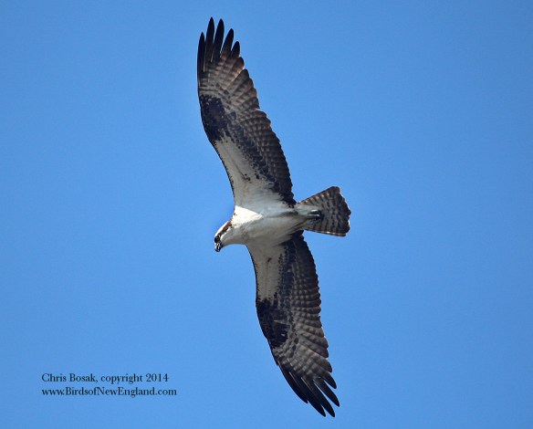 Photo by Chris Bosak An Osprey soars over the Norwalk River on Monday, Sept. 1, 2014.