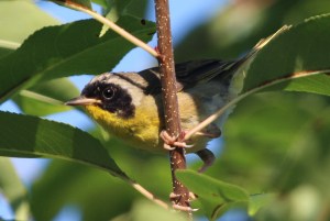 Photo by Chris Bosak A male Common Yellowthroat lurks in the branches in West Norwalk late this summer.