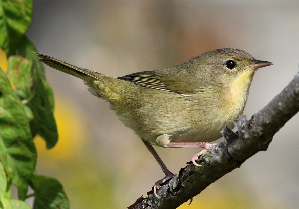 Photo by Chris Bosak Common Yellowthroat, first year, southern New England, Sept. 2013