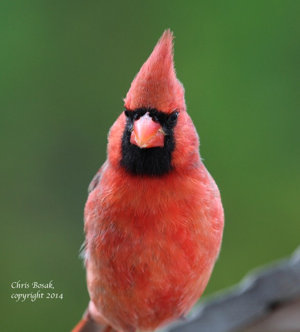 Photo by Chris Bosak Northern Cardinal at backyard feeder, Oct. 2014.
