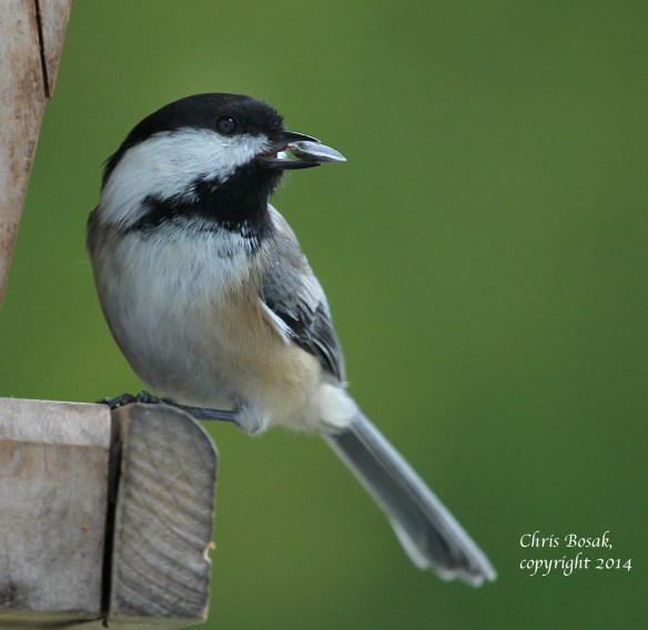 Photo by Chris Bosak Black-capped Chickadee at backyard feeder, Oct. 2014.