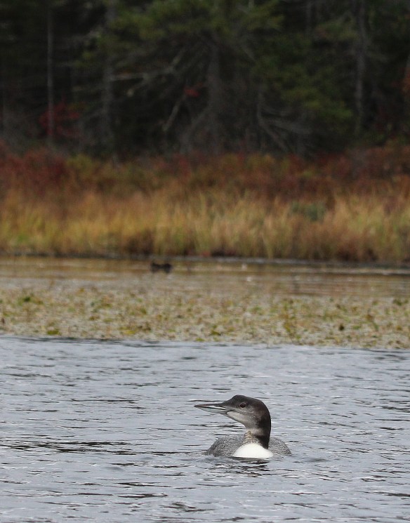 Photo by Chris Bosak A Common Loon in transitional plumage swims on a pond in northern New Hampshire in early October 2014.