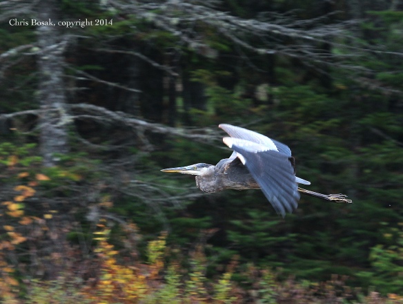 Photo by Chris Bosak A Great Blue Heron flies across the scene at a pond in northern New Hampshire, Oct. 2014.