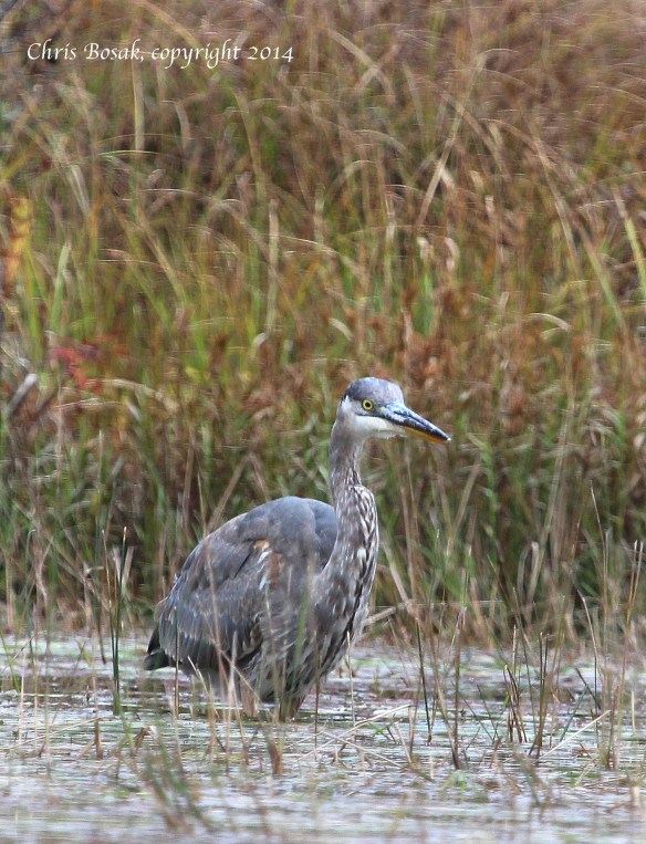 Photo by Chris Bosak A Great Blue Heron hunts on the shore of a pond in northern New Hampshire, Oct. 2014.