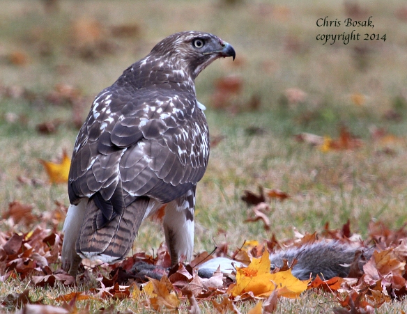 Photo by Chris Bosak A Red-tailed Hawk eats a Gray Squirrel in a cemetery in Darien, Oct. 2014.