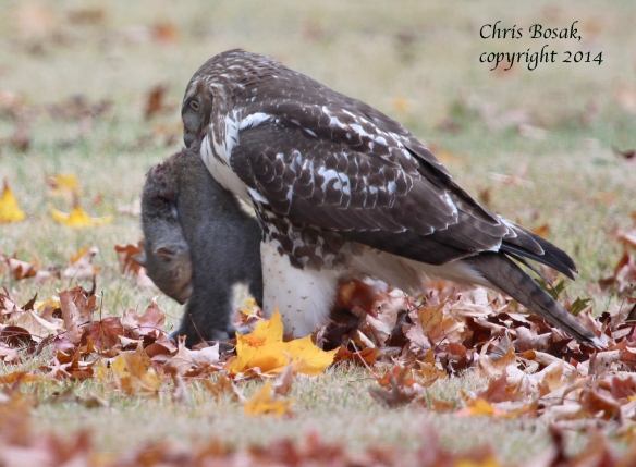 Photo by Chris Bosak A Red-tailed Hawk eats a Gray Squirrel in a cemetery in Darien, Conn., Oct. 2014.