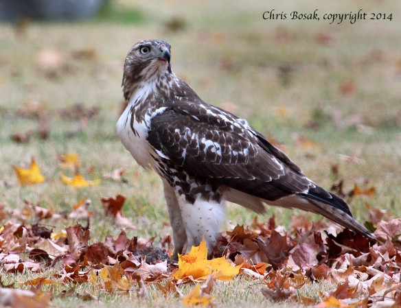 Photo by Chris Bosak A Red-tailed Hawk eats a Gray Squirrel in a cemetery in Darien, Conn., Oct. 2014.