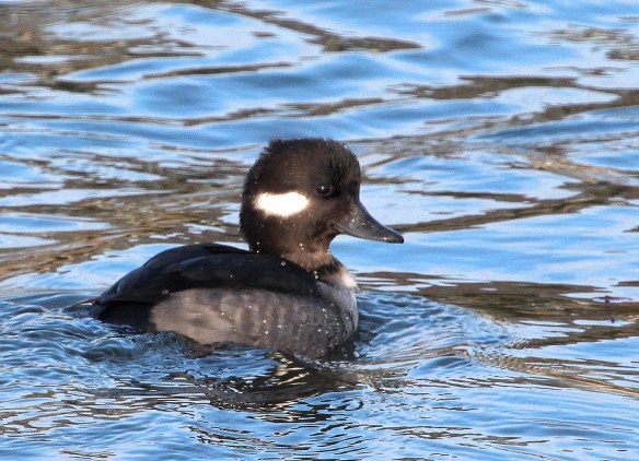 Photo by Chris Bosak A female Bufflehead swims in Gorham's Pond, Nov. 2014.