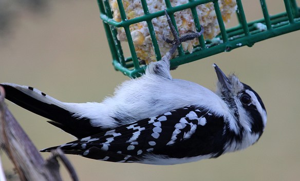 Photo by Chris Bosak