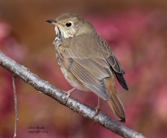Photo by Chris Bosak A Hermit Thrush perches on a branch at Selleck's/Dunlap Woods this fall.