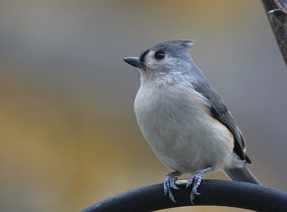 Photo by Chris Bosak