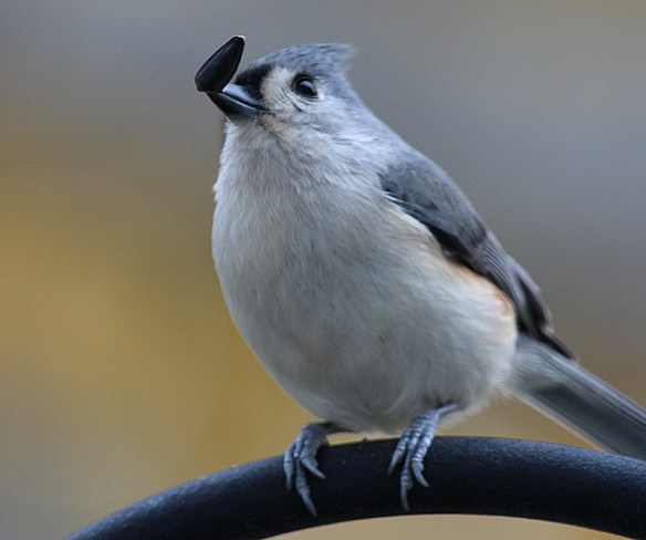 Photo by Chris Bosak