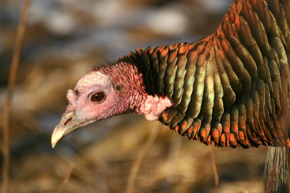 Photo by Chris Bosak Wild Turkey in New England, Jan. 2013.