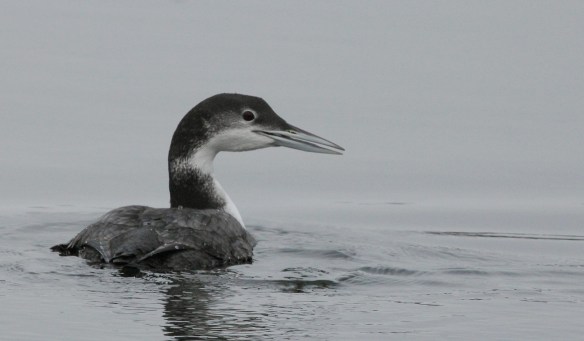 Photo by Chris Bosak A Common Loon swims in Long Island Sound on Thanksgiving Day, (Nov. 27), 2014.