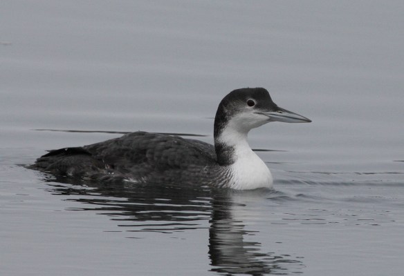 Photo by Chris Bosak A Common Loon swims in Long Island Sound on Thanksgiving Day, (Nov. 27), 2014.