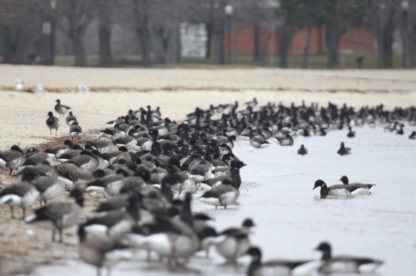 Photo by Chris Bosak Brant at Calf Pasture Beach in Norwalk, Conn., seen during the 115th Christmas Bird Count.