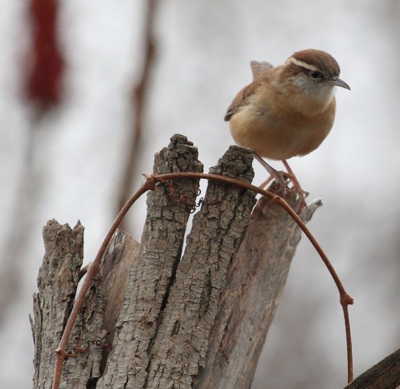 Photo by Chris Bosak Carolina Wren at Taylor Farm in Norwalk, Conn., seen during the 115th Christmas Bird Count.