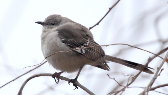 Photo by Chris Bosak Northern Mockingbird at Taylor Farm in Norwalk, Conn., seen during the 115th Christmas Bird Count.