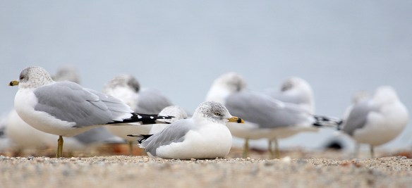 Photo by Chris Bosak Ring-billed Gulls at Calf Pasture Beach in Norwalk, Conn., seen during the 115th Christmas Bird Count.