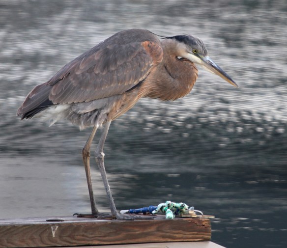 Photo by Chris Bosak A Great Blue Heron stands on a dock near the Norwalk River on Wednesday, Dec. 17, 2014.