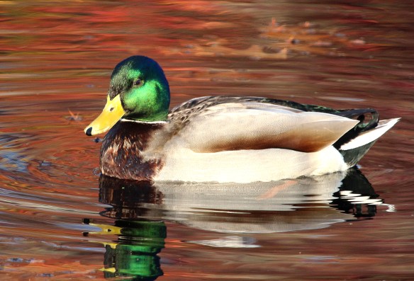 Photo by Chris Bosak A Mallard swims in a small pond in Darien, Conn., Dec. 2014.