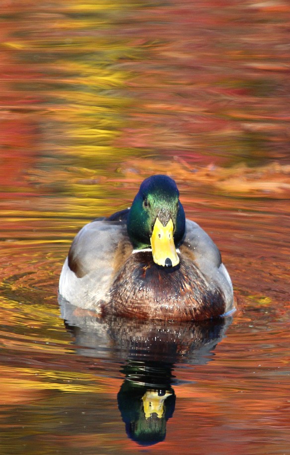 Photo by Chris Bosak A Mallard swims in a small pond in Darien, Conn., Dec. 2014.