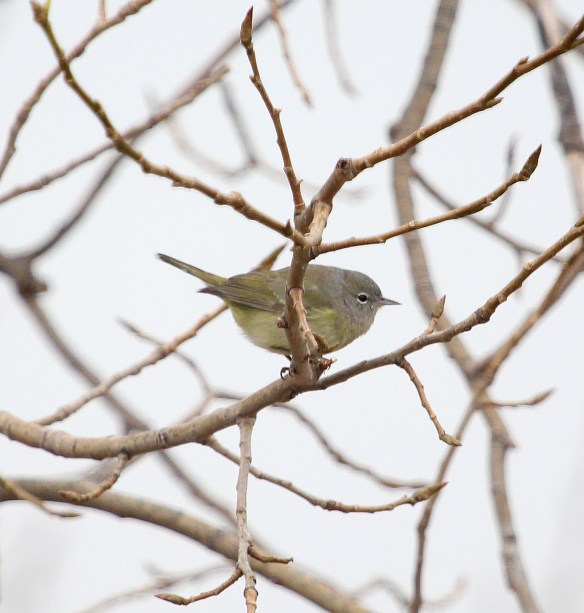 Photo by Chris Bosak Orange-crowned Warbler at Oyster Shell Park during 2014 Christmas Bird Count.