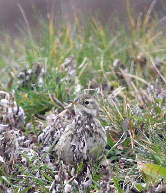 Photo by Chris Bosak American Pipit at Oystershell Park in Norwalk, Conn., seen during the 115th Christmas Bird Count.