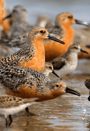 Red Knot, from American Bird Conservancy.