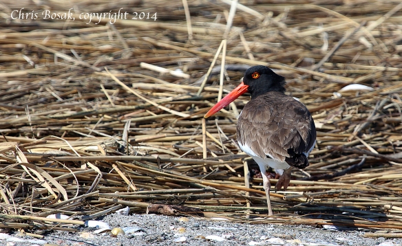 Photo by Chris Bosak An American Oystercatcher walks along the beach at Milford Point in Connecticut, April 2014.